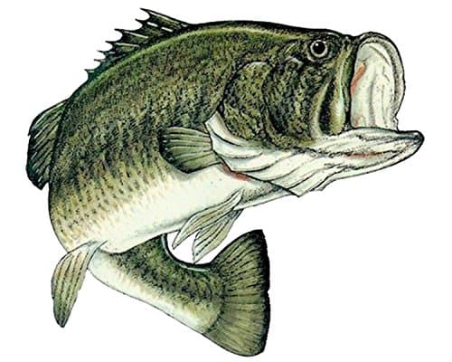 Rogue River Tactical Bass Fishing Decal Sticker for Car Truck Boat RV
| Real Life Bass Fishing Decal Sticker for Car Bo